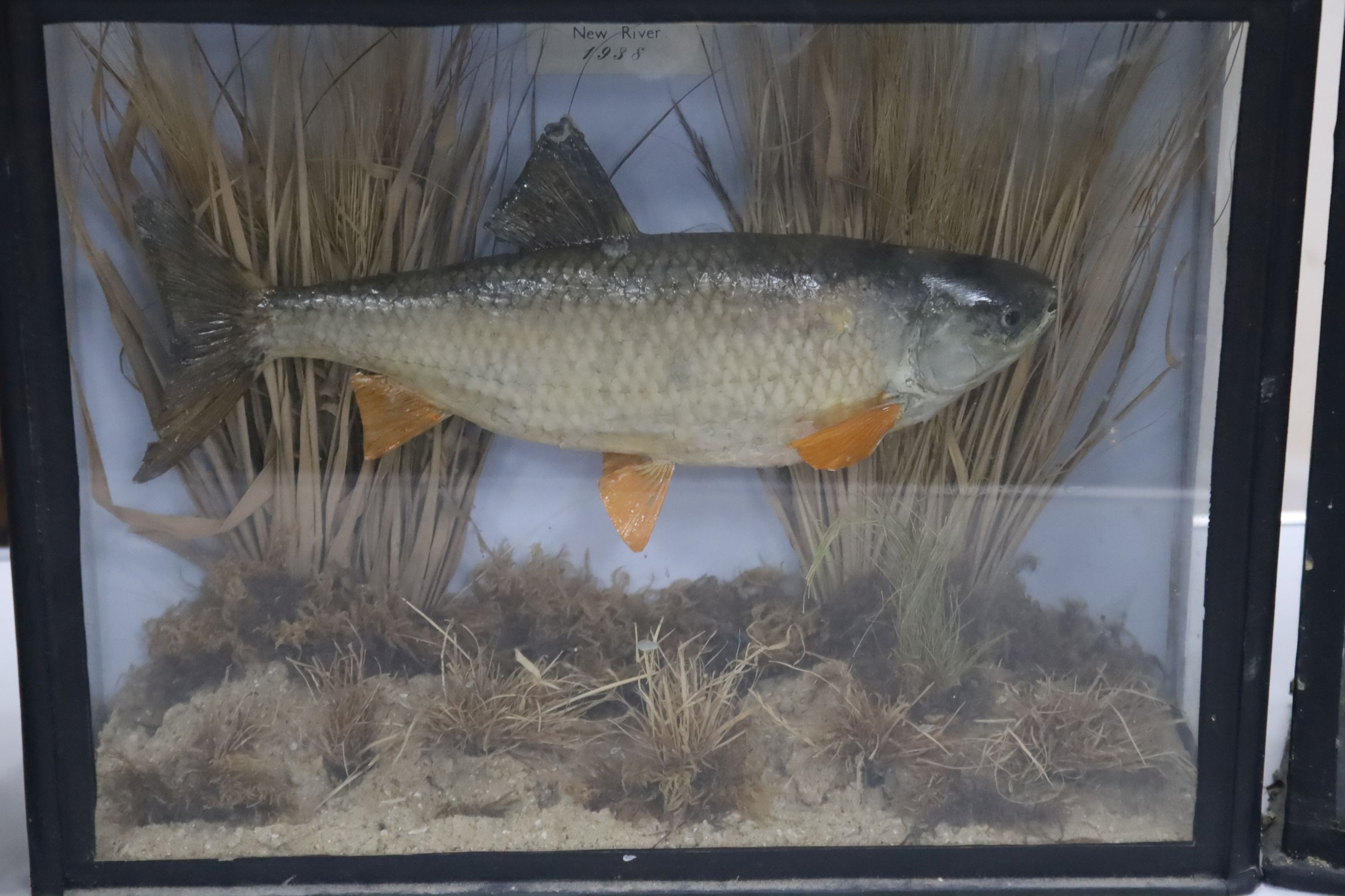 Three cased taxidermic fish, largest 60 x 47cm